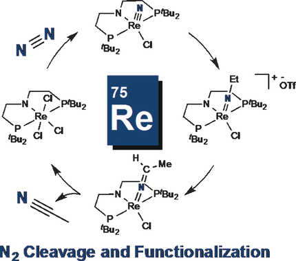 Expanding Boundaries: N2 Cleavage and Functionalization beyond Early Transition Metals