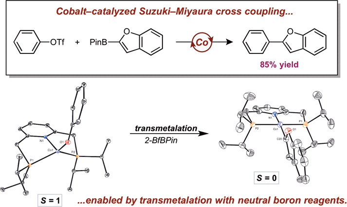 Insight into Transmetalation Enables Cobalt-Catalyzed Suzuki–Miyaura Cross Coupling