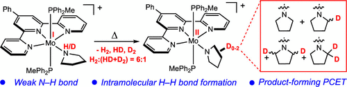 Coordination-Induced N–H Bond Weakening in a Molybdenum Pyrrolidine Complex: Isotopic Labeling Provides Insight into the Pathway for H2 Evolution