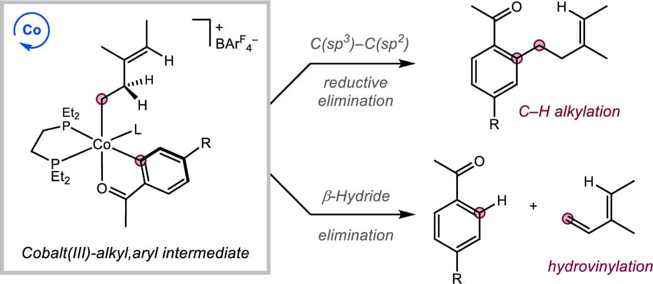 C(sp3)–C(sp2) Reductive Elimination versus β-Hydride Elimination from Cobalt(III) Intermediates in Catalytic C–H Functionalization