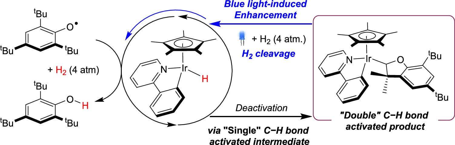 Iridium-Catalyzed Hydrogenation of a Phenoxy Radical to the Phenol: Overcoming Catalyst Deactivation with Visible Light Irradiation