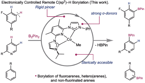 Kinetic and thermodynamic control of C(sp2)–H activation enables site-selective borylation