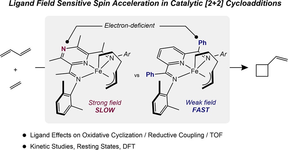 Ligand Field Sensitive Spin Acceleration in the Iron-Catalyzed [2 + 2] Cycloaddition of Unactivated Alkenes and Dienes